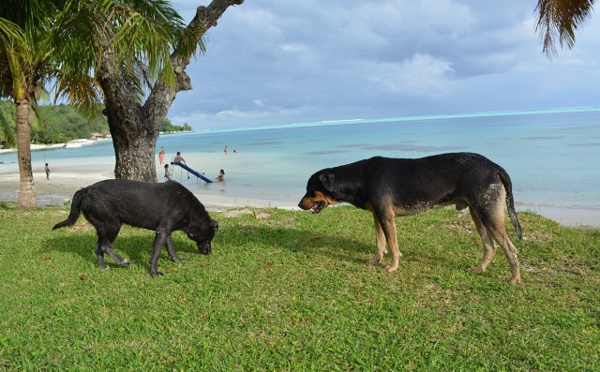 Bora Bora stérilise ses chiens