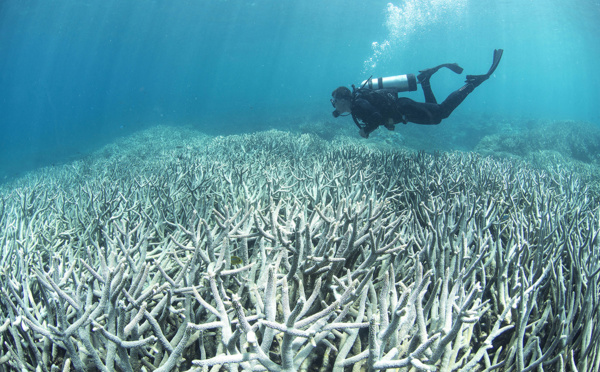 Australie: hécatombe de coraux sur la Grande barrière