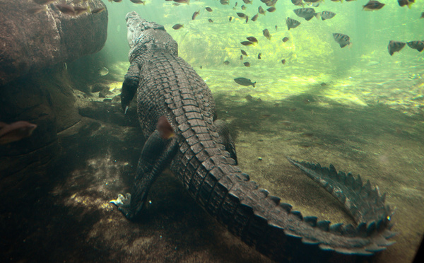 Baignade nocturne en Australie: une femme happée par un crocodile