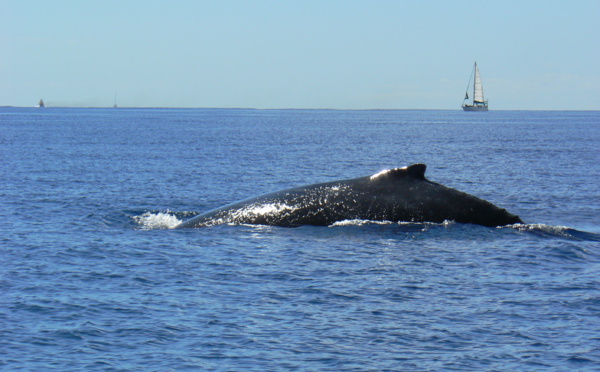 Un concours pour les baleines