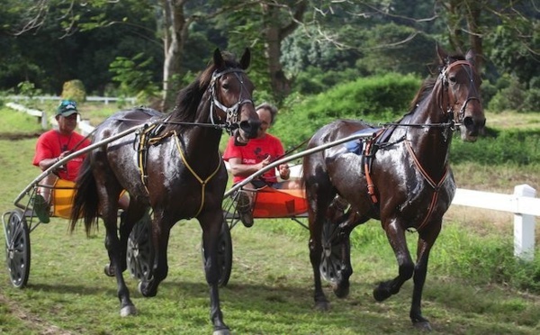 Le pari mutuel de l'hippodrome de Pirae s'informatise