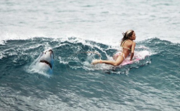 L'Australie, haut lieu du surf, a peur des dents de la mer