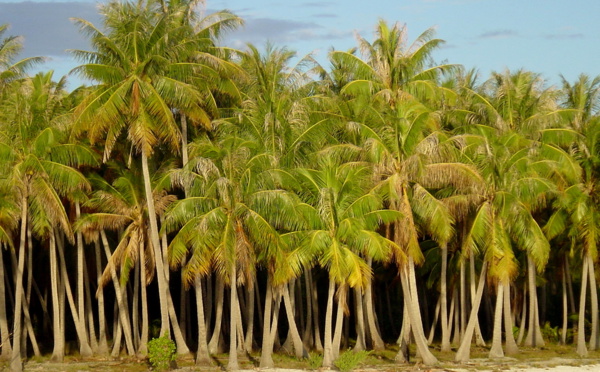 Un nouveau projet vise à sauvegarder la diversité des variétés de cocotiers dans les îles du Pacifique