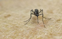 La dengue persiste malgré la saison fraiche