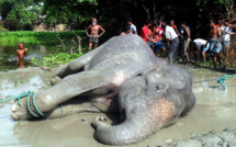L'éléphant indien perdu au Bangladesh est mort