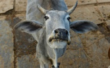 Inde : les cornes des vaches équipées pour être visibles la nuit