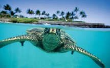 Le plus grand congrès sur la protection de la nature s'ouvre jeudi à Hawaii