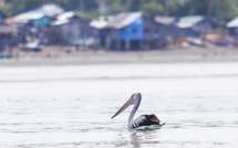 Un pélican "perdu" fait des heureux aux Philippines