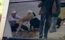 Conseil de dressage: comment séparer deux chiens qui se bagarrent (vidéo)