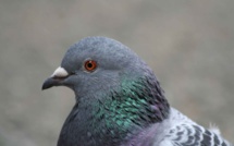 Inde: un pigeon en détention pour une lettre de menaces
