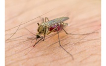 L'OMS craint une propagation du virus Zika en Asie-Pacifique