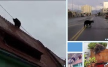 Roumanie: un ours se promène en centre-ville avant d'être abattu