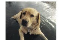 Disparition du labrador Kai : la commune de Faa'a porte plainte