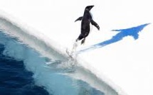 Le plus grand sanctuaire marin au monde verra le jour en Antarctique