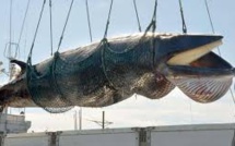 Tentative pour limiter la chasse à la baleine pratiquée par le Japon