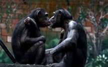 Carotte et bâton: des femelles singes incitent les mâles à aller au combat