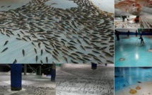 Au Japon, haro sur une patinoire avec vue sur 5.000 poissons congelés