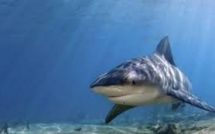 Un homme attaqué par un requin à Takapoto