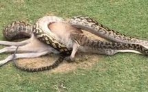 Australie : un python gobe un wallaby sur un parcours de golf