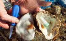Pour dissuader les voleurs, des huîtres "piégés" avec des étiquettes en plastique