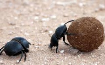 En Australie, des insectes français pour se débarrasser des mouches envahissantes