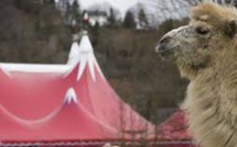 Un chameau échappé d'un cirque capturé sur une route de l'Essonne