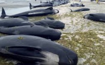 Des centaines de baleines meurent échouées en Nouvelle-Zélande