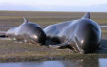 Nouvelle-Zélande: nouvel échouage de baleines malgré les efforts de centaines de sauveteurs