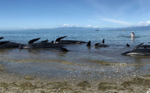 Nouvelle-Zélande: les baleines-pilotes échouées regagnent le large