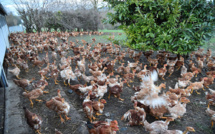 Nord: 10.000 poulets morts, traces d'influenza aviaire détectées