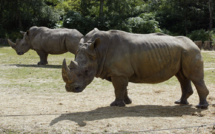 Un rhinocéros tué au zoo de Thoiry, sa corne sciée