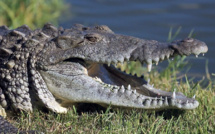 Un joueur de foot tué par un crocodile au Mozambique