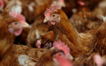 Salmonellose : 12 000 poules abattues par mesure de précaution à Taravao