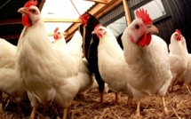 Grippe aviaire: après l'abattage préventif, 6 semaines de vide sanitaire dans le sud-ouest