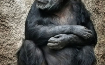Argentine: Cécilia, un chimpanzé déprimé, recouvre la liberté