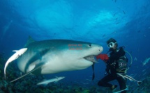 Shark Feeding : Un moniteur de plongée se fait mordre par un requin