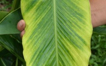Banana Bunchy Top Virus : les mesures pour éviter sa propagation dans les îles