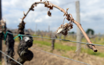 Gel dans le vignoble bordelais: au moins 30% de récolte perdue (FGVB)