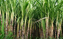 Outre-mer: aide 38 millions d'euros pour les entreprises sucrières