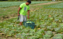 Taina Viriamu : de l'agriculture au magasin d'alimentation