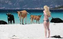 France : en Corse, une cohabitation pas toujours pacifique entre touristes et bovins sur la plage