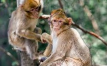 Landes: marche et recueillement pour 163 singes euthanasiés