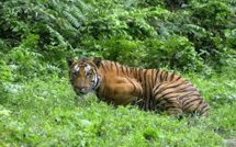 Une gardienne de zoo tuée par un tigre en Grande-Bretagne