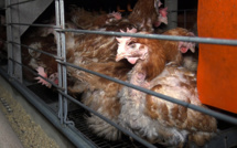 L214 met en cause un élevage de poules vendéen et interpelle Panzani