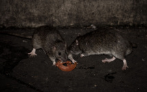 Des milliers de rats envahissent des villages en Birmanie