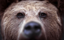 Un adolescent américain tué par un ours durant une course en Alaska