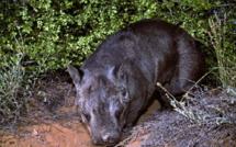 Au carnet rose australien, un rarissime wombat à nez poilu du Nord