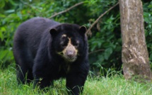Colombie: la justice libère l'ours "Chucho", enfermé dans un zoo