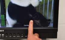 Naissance de pandas jumeaux: le zoo de Beauval entre joie et tristesse après la mort d'un des petits