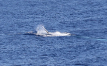 Australie: une baleine heurte un bateau et blesse des passagers